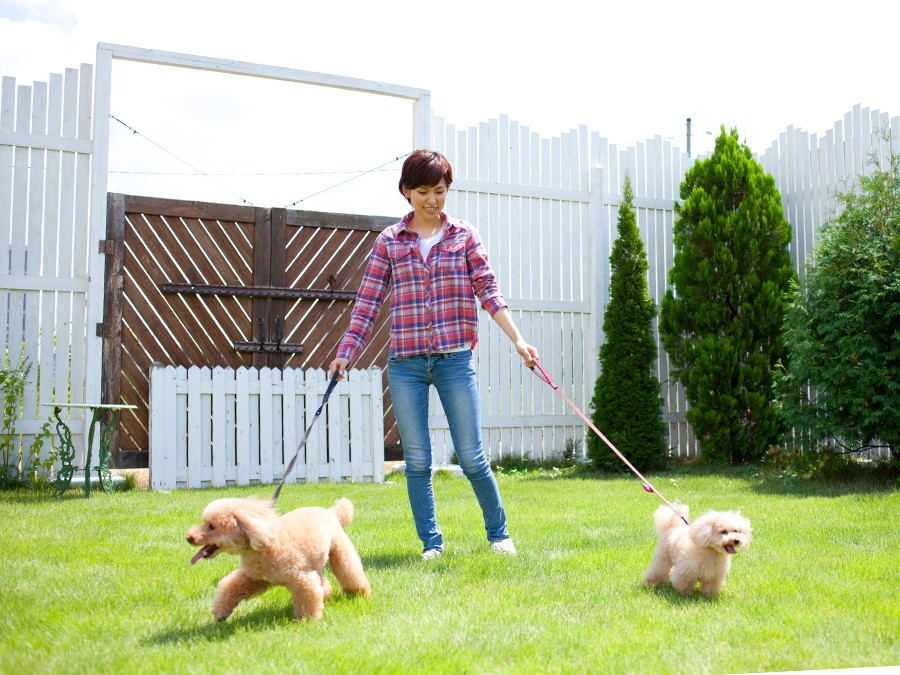 犬2匹との散歩風景